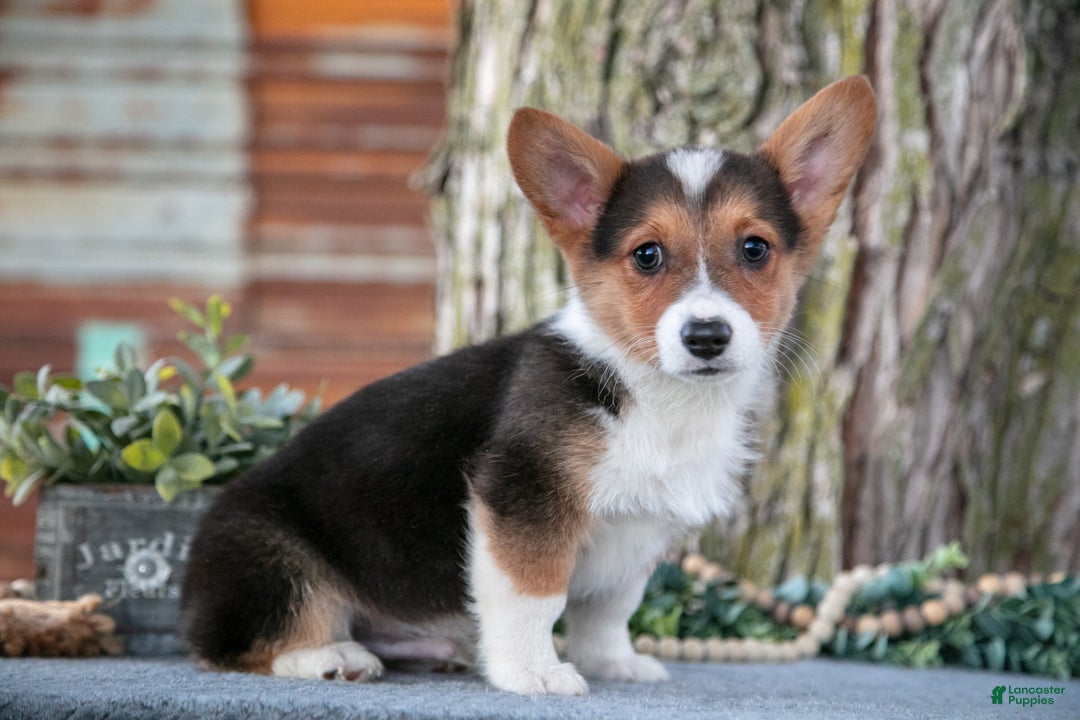 Welsh Corgi Pembroke dogs for sale: Tony - Ad 2