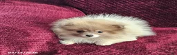 Pomeranian dogs for sale: Kelly - Ad 1