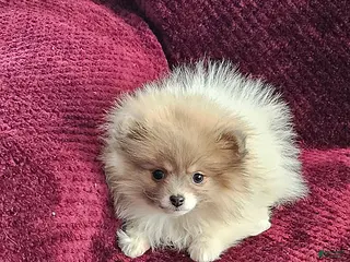 Pomeranian dogs for sale: Kelly - Ad 2