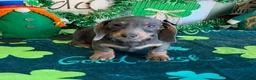 Miniature Dachshund dogs for sale: Bluebell  - Ad 4