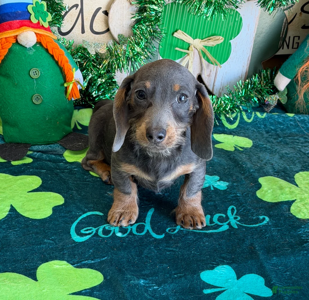 Miniature Dachshund dogs for sale: Bluebell  - Ad 4
