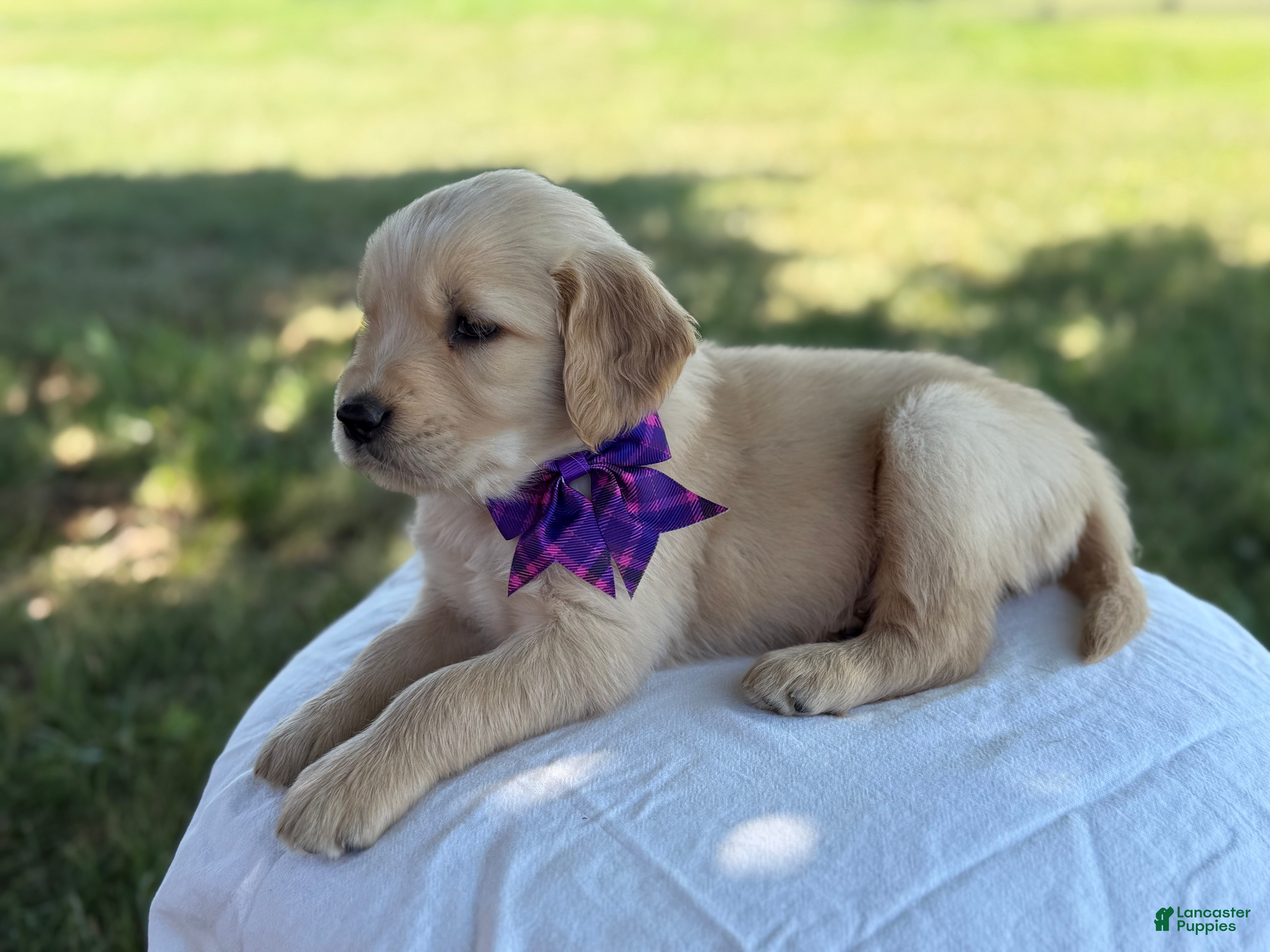 Golden Retriever dogs Elizabeth  - Ad 2