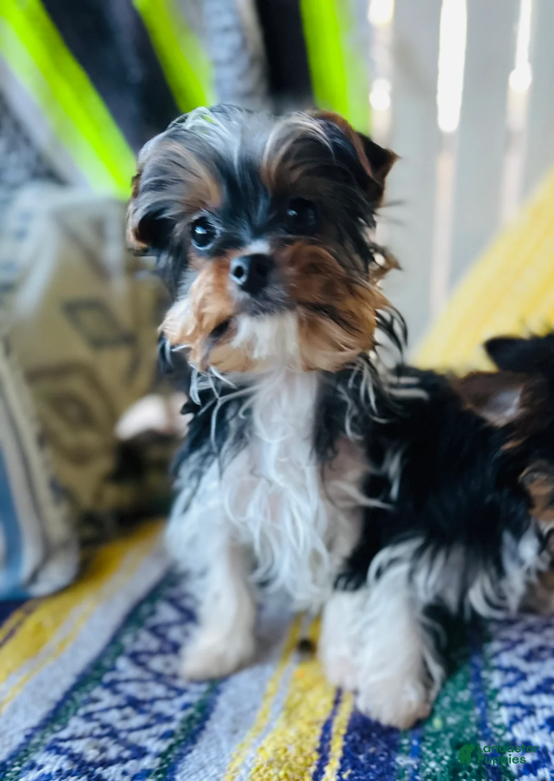 Yorkshire Terrier dogs for sale: Yorkshire Terrier Puppy 1 - Ad 1