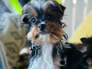 Yorkshire Terrier dogs Yorkshire Terrier Puppy 1 - Ad 29