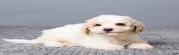 Bichpoo dogs for sale: Kaiden - Ad 4