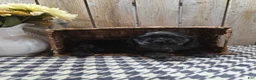 Cocker Spaniel dogs for sale: Tramp - Ad 7