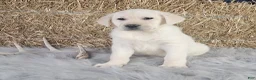 Labrador Retriever dogs for sale: Dustin - Ad 2