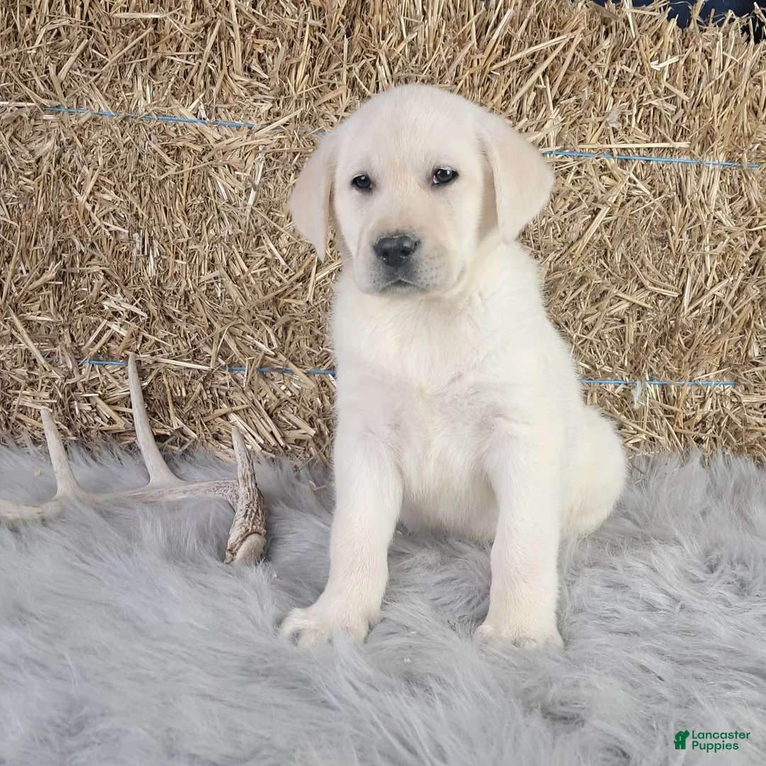 Labrador Retriever dogs for sale: Dustin - Ad 2