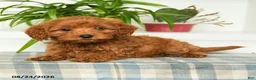 Mini Goldendoodle dogs for sale: Tori - Ad 4