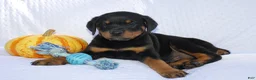 Rottweiler dogs for sale: Bandit  - Ad 3