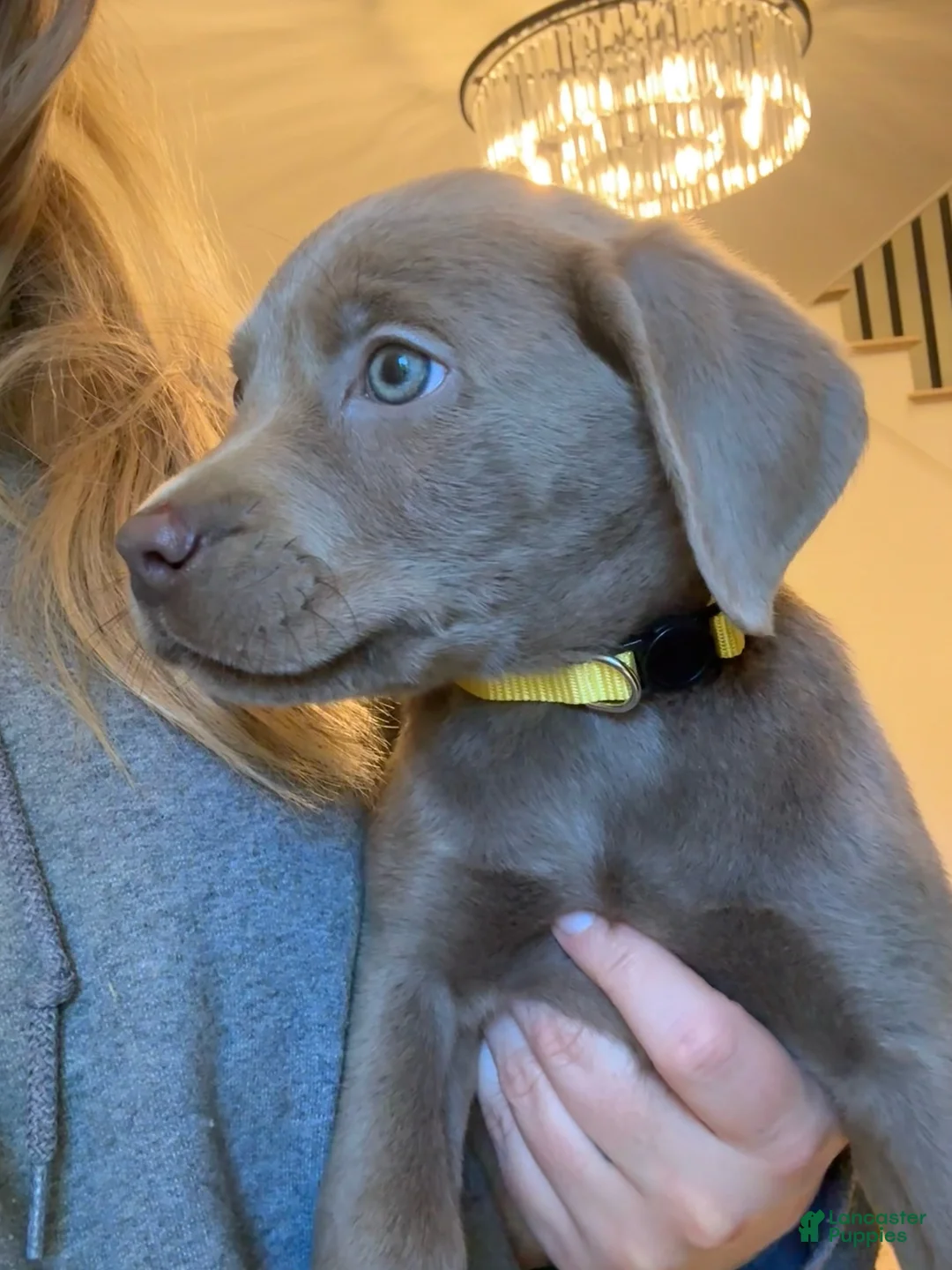 Labrador Retriever dogs for sale: Yellow Collar Silver Male Lab Puppy - Ad 2