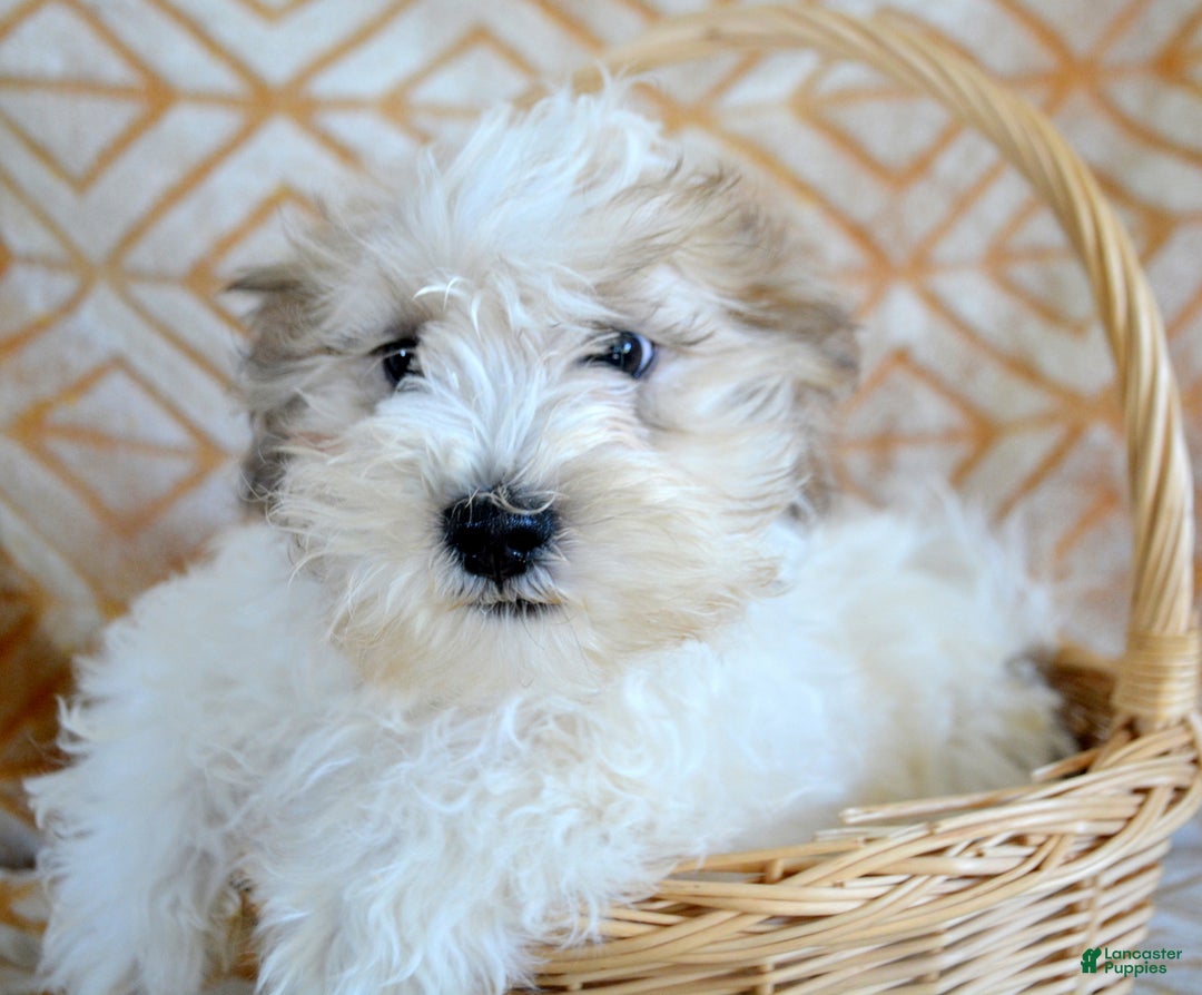 Shihpoo dogs for sale: Shihpoo Puppy 2 Spencer - Ad 2