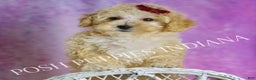 Maltipoo dogs for sale: Minnie  - Ad 7