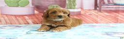 Mini Goldendoodle dogs for sale: Heidi - Ad 3