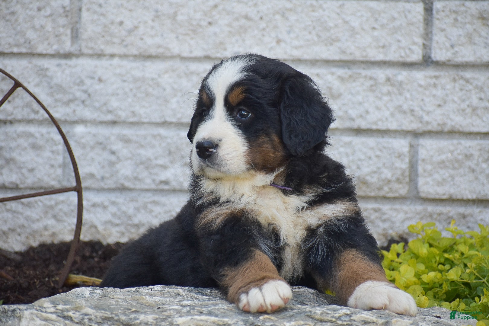 Bernese Mountain Dog dogs for sale: Stella - Ad 3