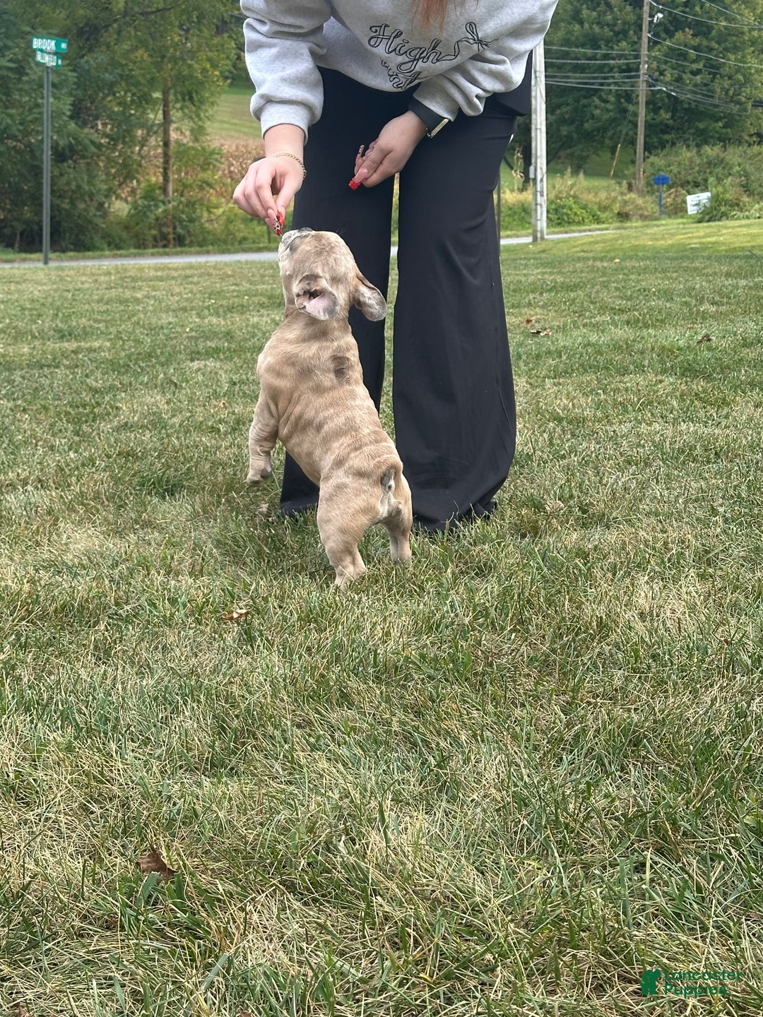 French Bulldog dogs for sale: Eva - Ad 9