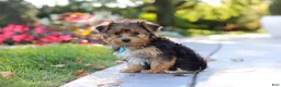 Yorkiepoo dogs for sale: Winston - Ad 11