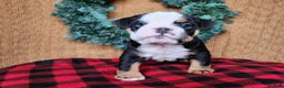 English Bulldog dogs for sale: Easton - Ad 6