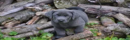 Labrador Retriever dogs for sale: King - Ad 3