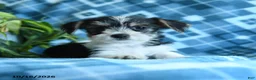 Mixed Breed dogs for sale: Daisy - Ad 3