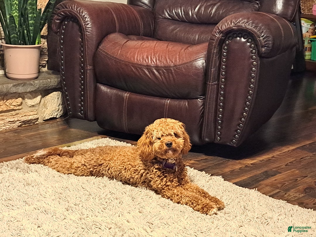 Cavapoo dogs for sale: Joy - Ad 4