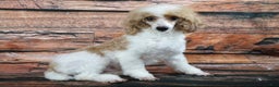 Toy Poodle dogs for sale: Toy Poodle Puppy 2 - Ad 6
