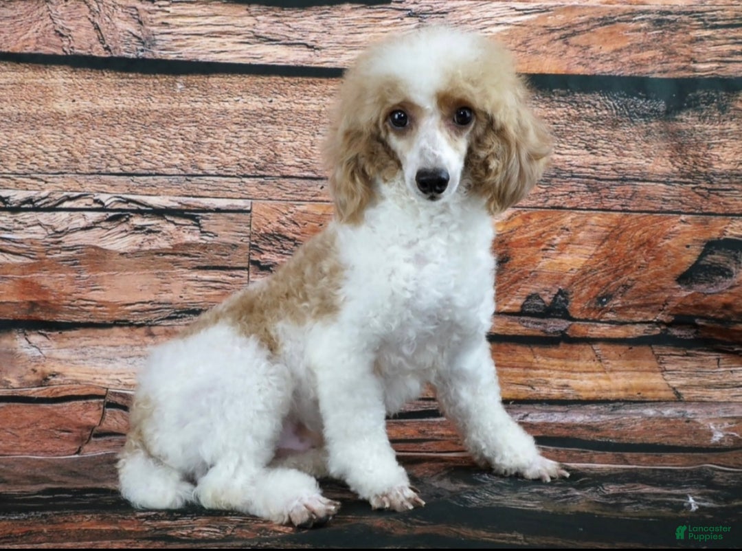 Toy Poodle dogs for sale: Toy Poodle Puppy 2 - Ad 6