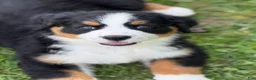 Bernese Mountain Dog dogs for sale: Skye - Ad 3