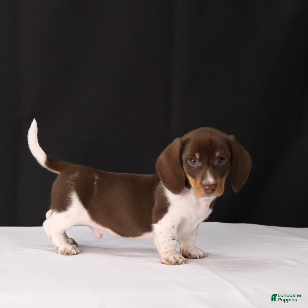 Dachshund dogs for sale: Pete - Ad 10
