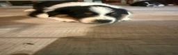 Australian Shepherd dogs for sale: Puppy 5 - Ad 3