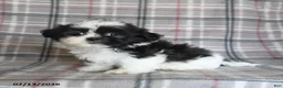 Shih Tzu dogs for sale: Sadie - Ad 4
