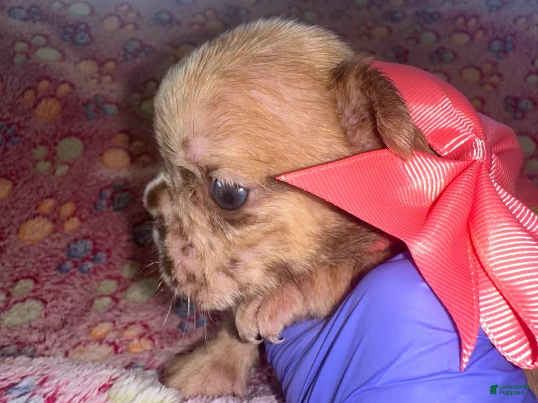 French Bulldog dogs for sale: French Bulldog 2 - Ad 1