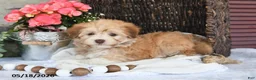 Havanese dogs for sale: Josie - Ad 3