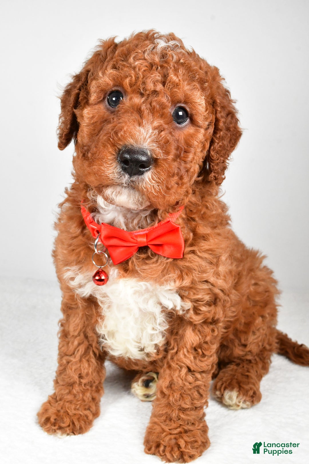 Cavapoo dogs for sale: Tristan  - Ad 4