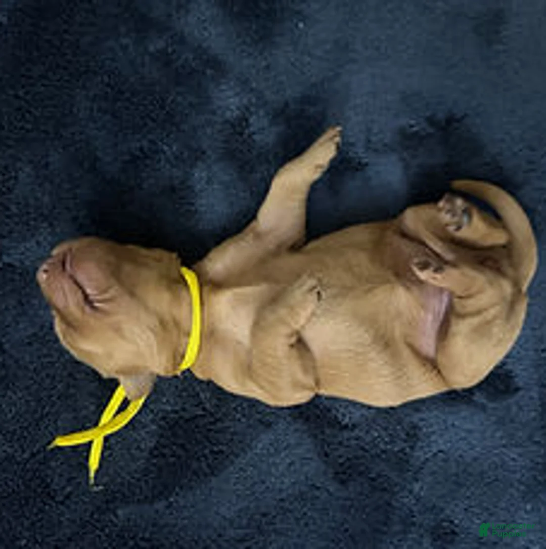 Golden Retriever dogs for sale: Ms. Yellow - Ad 1