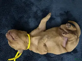 Golden Retriever dogs Ms. Yellow - Ad 3