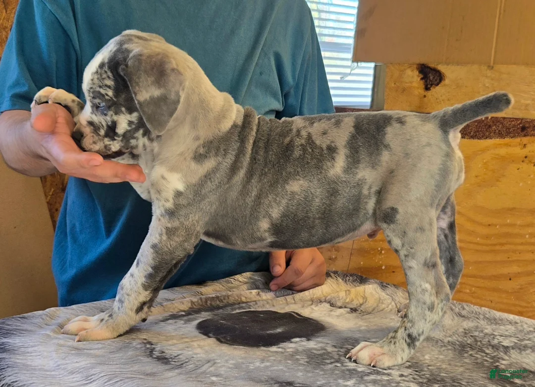 Mixed Breed dogs for sale: Hawks Mr Boomer - Ad 2