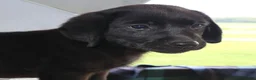 Labrador Retriever dogs for sale: Maddie- Champ lines - Ad 3