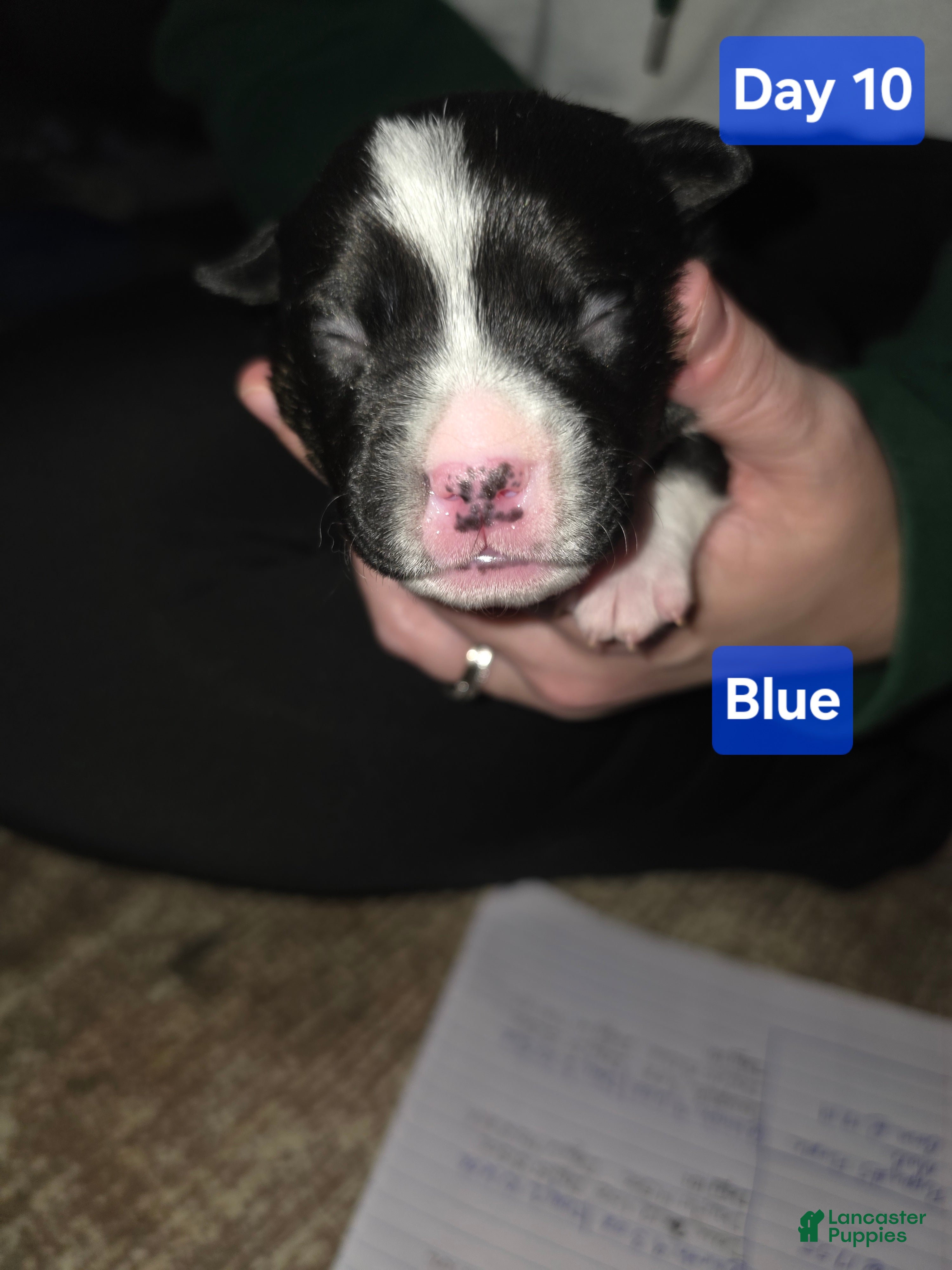 Mixed Breed dogs Blue *Updated 1/28 - Ad 23