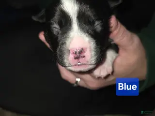 Mixed Breed dogs Blue *Updated 1/28 - Ad 23