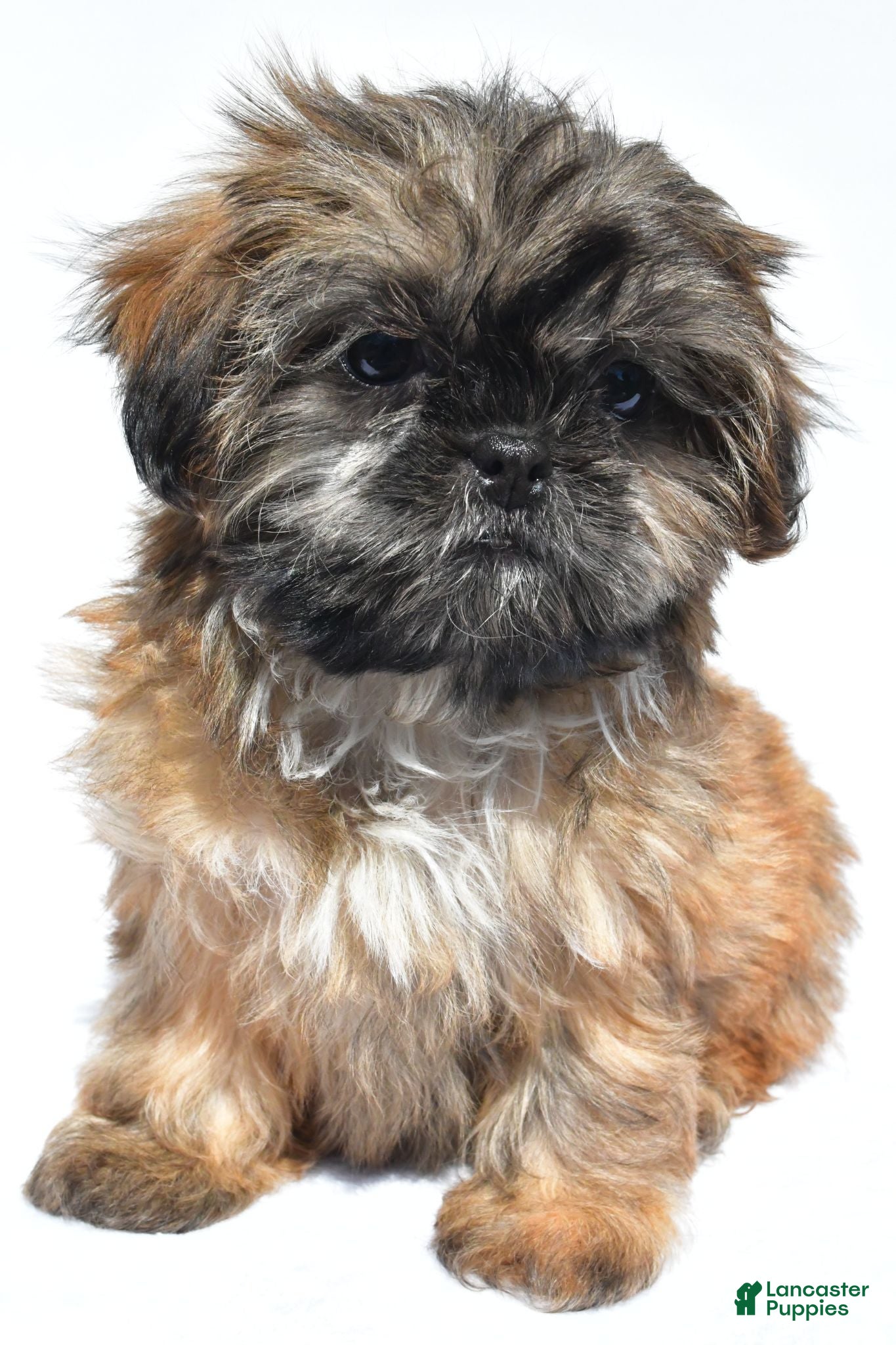 Shih Tzu dogs Violet - Ad 1