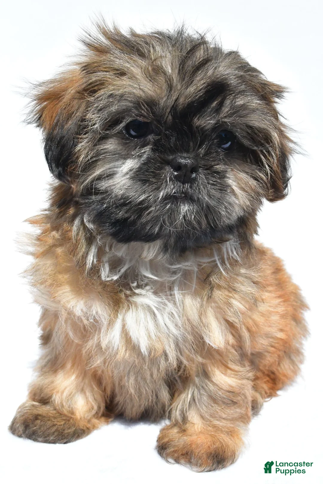 Shih Tzu dogs for sale: Violet - Ad 1