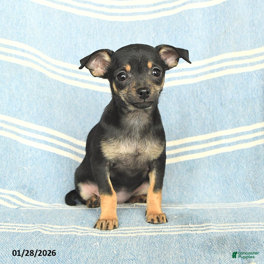 Mixed Breed dogs Precious - Ad 39