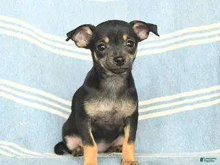 Mixed Breed dogs Precious - Ad 39