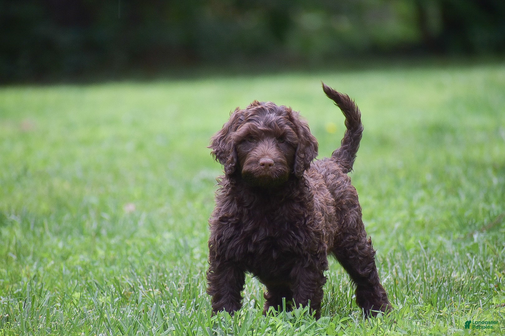 Portuguese Water Dog dogs Magnolia - Ad 1