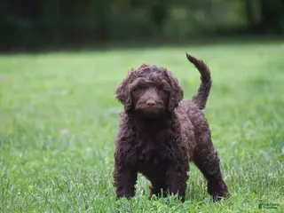 Portuguese Water Dog dogs for sale: Magnolia - Ad 3