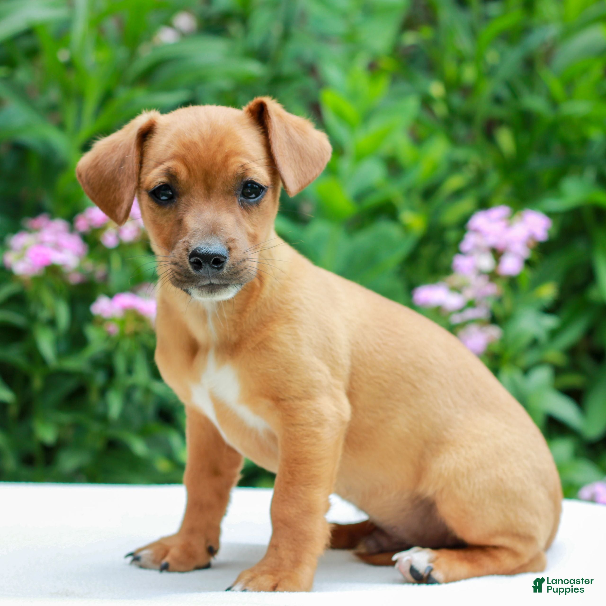 Mixed Breed dogs Andy  - Ad 2