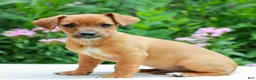 Mixed Breed dogs for sale: Andy  - Ad 2