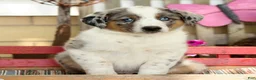 Australian Shepherd dogs for sale: Jasper - Ad 4