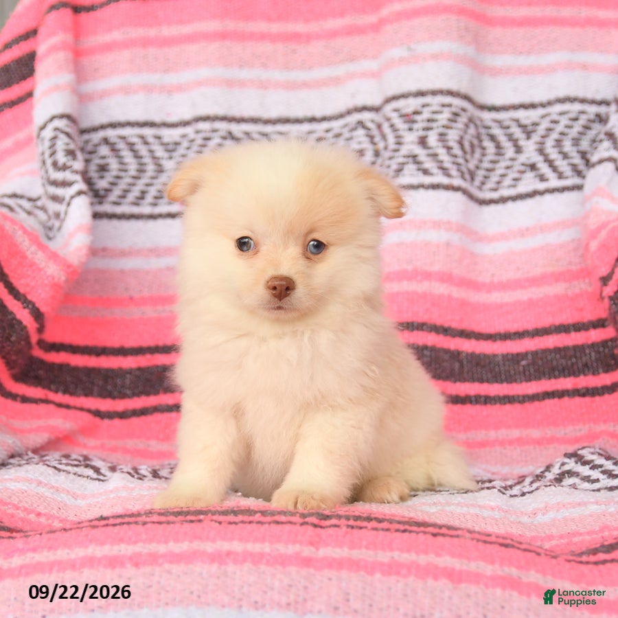 Pomeranian dogs Tommy - Ad 2